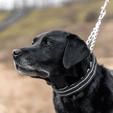 How to Choose the Proper Leash for Your Dog: A Comprehensive Guide